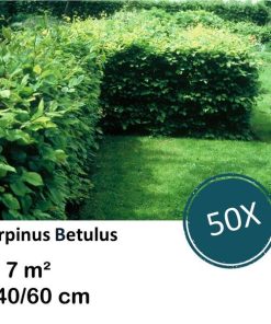 Carpinus Betulus – Kale wortel – 40/60 – 50x