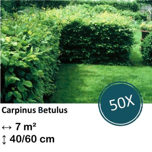 Carpinus Betulus - Kale wortel - 40/60 - 50x