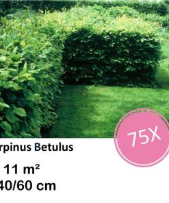 Carpinus Betulus – Kale wortel – 40/60 – 75x