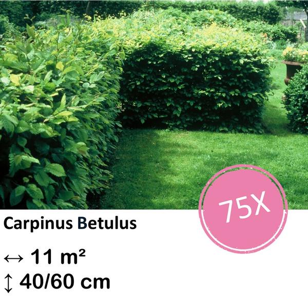 Carpinus Betulus – Kale wortel – 40/60 – 75x