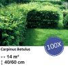 Carpinus Betulus – Kale wortel – 40/60 – 100x