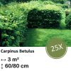 Carpinus Betulus – Kale wortel – 60/80 – 25x