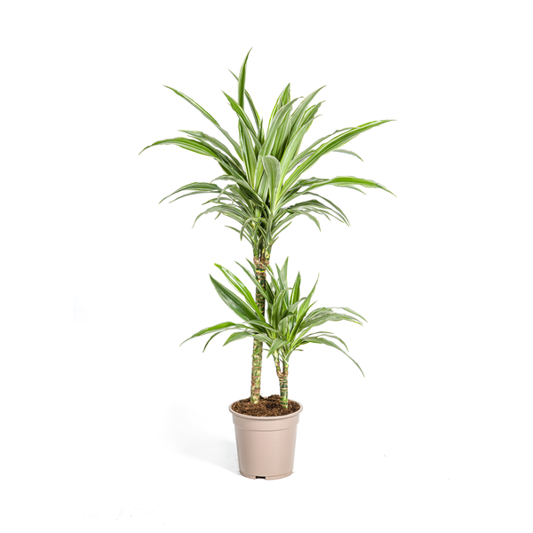 Dracaena Deremensis White Stripe Ø19cm – ↕80cm