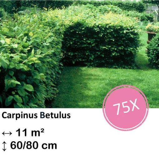 Carpinus Betulus - Kale wortel - 60/80 - 75x