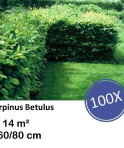 Carpinus Betulus – Kale wortel – 60/80 – 100x