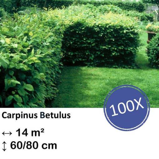 Carpinus Betulus - Kale wortel - 60/80 - 100x