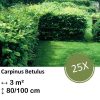 Carpinus Betulus – Kale wortel – 80/100 – 25x