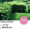 Carpinus Betulus – Kale wortel – 80/100 – 75x