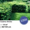 Carpinus Betulus – Kale wortel – 80/100 – 100x