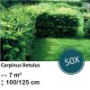 Carpinus Betulus – Kale wortel – 100/125 – 50x