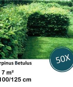 Carpinus Betulus – Kale wortel – 100/125 – 50x