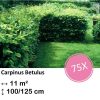 Carpinus Betulus – Kale wortel – 100/125 – 75x