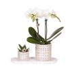 Kolibri Company | Pflanzenset Le Chic Small | Weiße Phalaenopsis Orchidee Amabilis und Sukkulente inkl. Keramiktöpfe auf cremefarbenem organischen Tablett