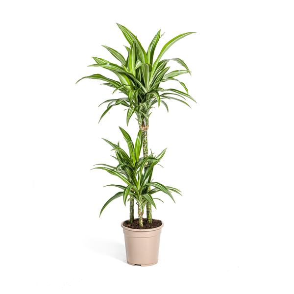 Dracaena Deremensis White Stripe Ø21cm – ↕100cm