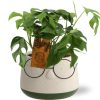 Monstera Minima – Ø12cm – ↕30cm Pot Bril D13,5×9,5cm – Groen