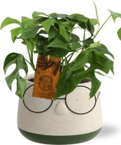 Monstera Minima – Ø12cm – ↕30cm Pot Bril D13,5×9,5cm – Groen