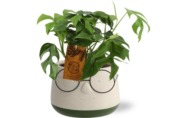 Monstera Minima – Ø12cm – ↕30cm Pot Bril D13,5×9,5cm – Groen