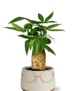 Pachira Aquatica 12 Cm Trunk in Pot Bril D13,5×9,5cm – Goud