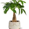 Pachira Aquatica 12 Cm Gevlochten in Pot Bril D13,5×9,5cm – Goud