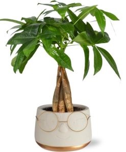 Pachira Aquatica 12 Cm Gevlochten in Pot Bril D13,5×9,5cm – Goud