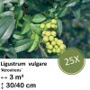 Ligustrum vulgare ‚Atrovirens` – kale wortel – 40/60 – 25x