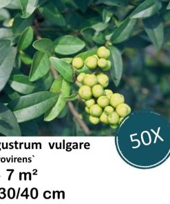 Ligustrum vulgare ‚Atrovirens` – kale wortel – 40/60 – 50x