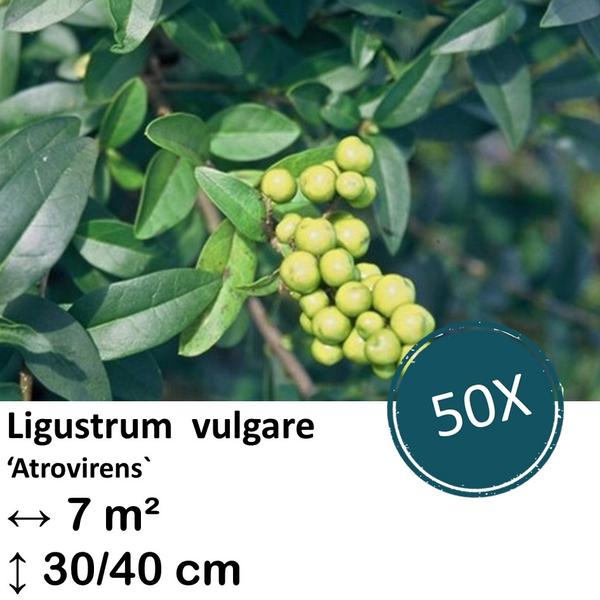 Ligustrum vulgare ‚Atrovirens` – kale wortel – 40/60 – 50x