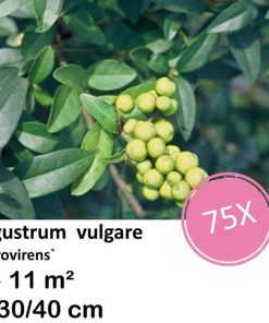 Ligustrum vulgare ‚Atrovirens` – kale wortel – 40/60 – 75x