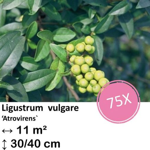 Ligustrum vulgare 'Atrovirens` - kale wortel - 40/60 - 75x