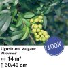 Ligustrum vulgare ‚Atrovirens` – kale wortel – 40/60 – 100x