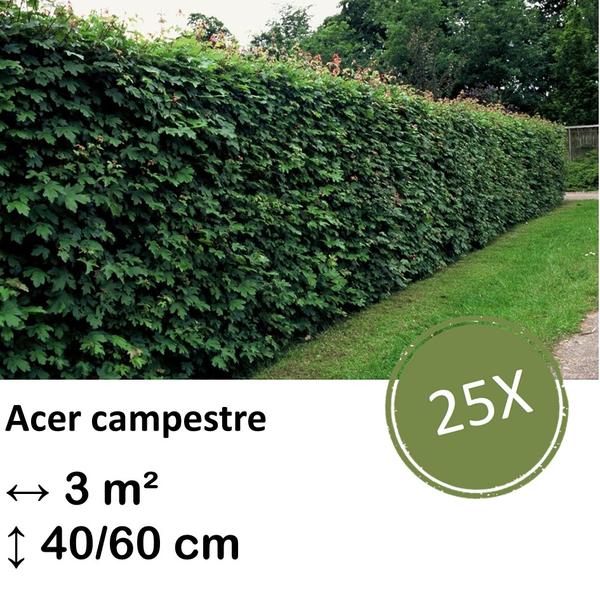 Acer campestre – kale wortel – 40/60 – 25x