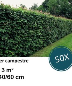 Acer campestre – kale wortel – 40/60 – 50x