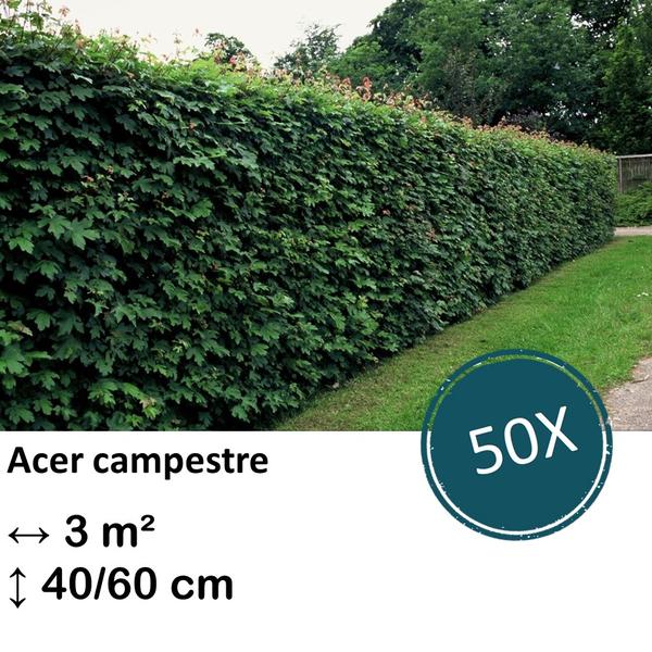 Acer campestre – kale wortel – 40/60 – 50x