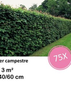 Acer campestre – kale wortel – 40/60 – 75x