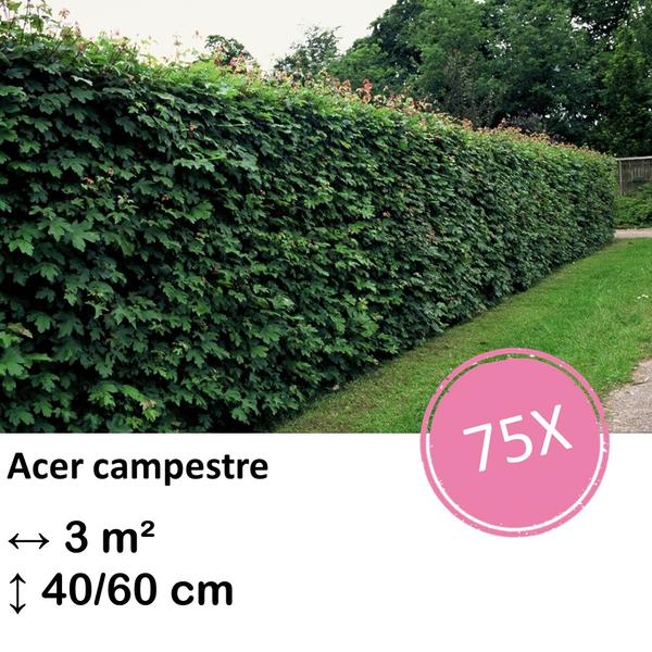 Acer campestre – kale wortel – 40/60 – 75x