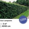 Acer campestre – kale wortel – 40/60 – 100x