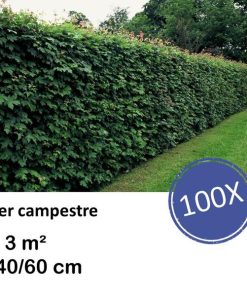 Acer campestre – kale wortel – 40/60 – 100x