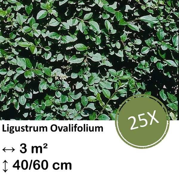 Ligustrum Ovalifolium – Kale wortel – 40/60 – 25x