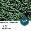 Ligustrum Ovalifolium – Kale wortel – 40/60 – 50x