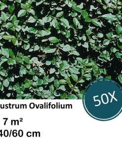 Ligustrum Ovalifolium – Kale wortel – 40/60 – 50x