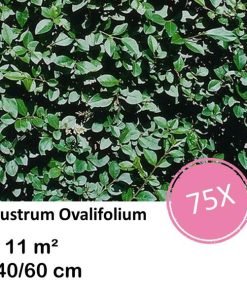 Ligustrum Ovalifolium – Kale wortel – 40/60 – 75x