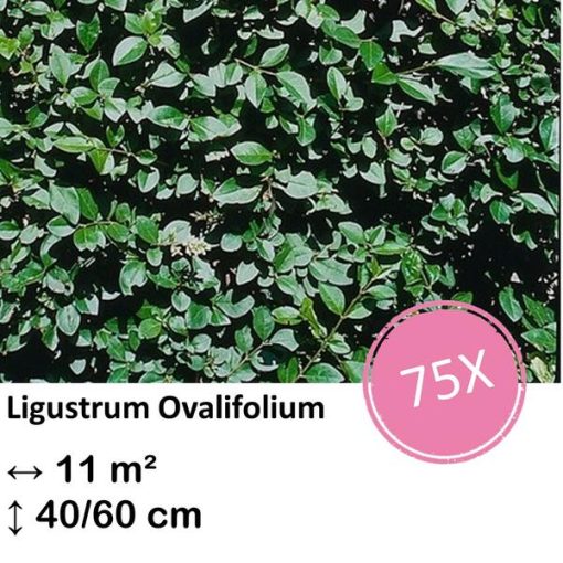 Ligustrum Ovalifolium - Kale wortel - 40/60 - 75x