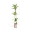 Dracaena Deremensis White Stripe Ø24cm – ↕140cm