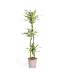 Dracaena Deremensis White Stripe Ø24cm – ↕140cm