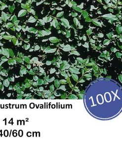 Ligustrum Ovalifolium – Kale wortel – 40/60 – 100x