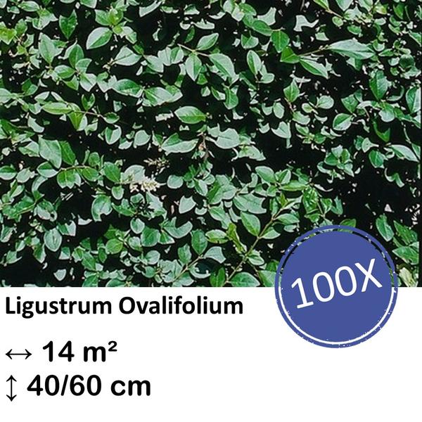 Ligustrum Ovalifolium – Kale wortel – 40/60 – 100x