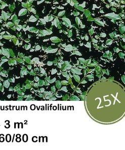 Ligustrum Ovalifolium – Kale wortel – 60/80 – 25x