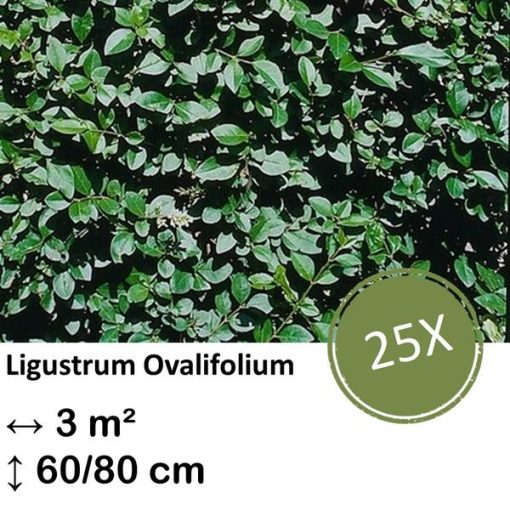 Ligustrum Ovalifolium - Kale wortel - 60/80 - 25x