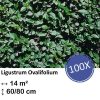 Ligustrum Ovalifolium – Kale wortel – 60/80 – 100x