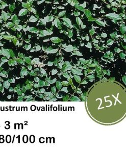 Ligustrum Ovalifolium – Kale wortel – 80/100 – 25x